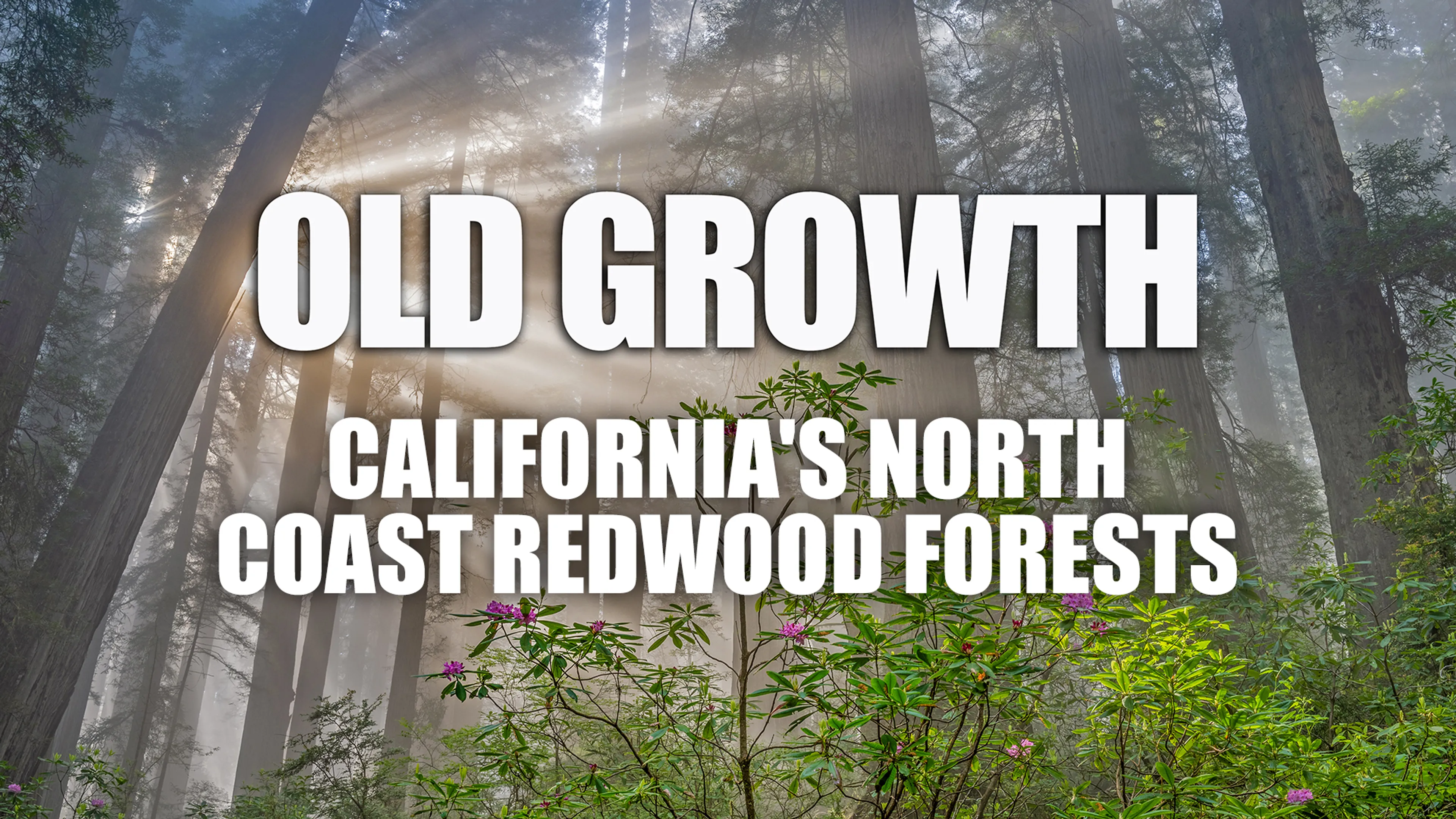 Old Growth California's North Coast Redwood Forests poster